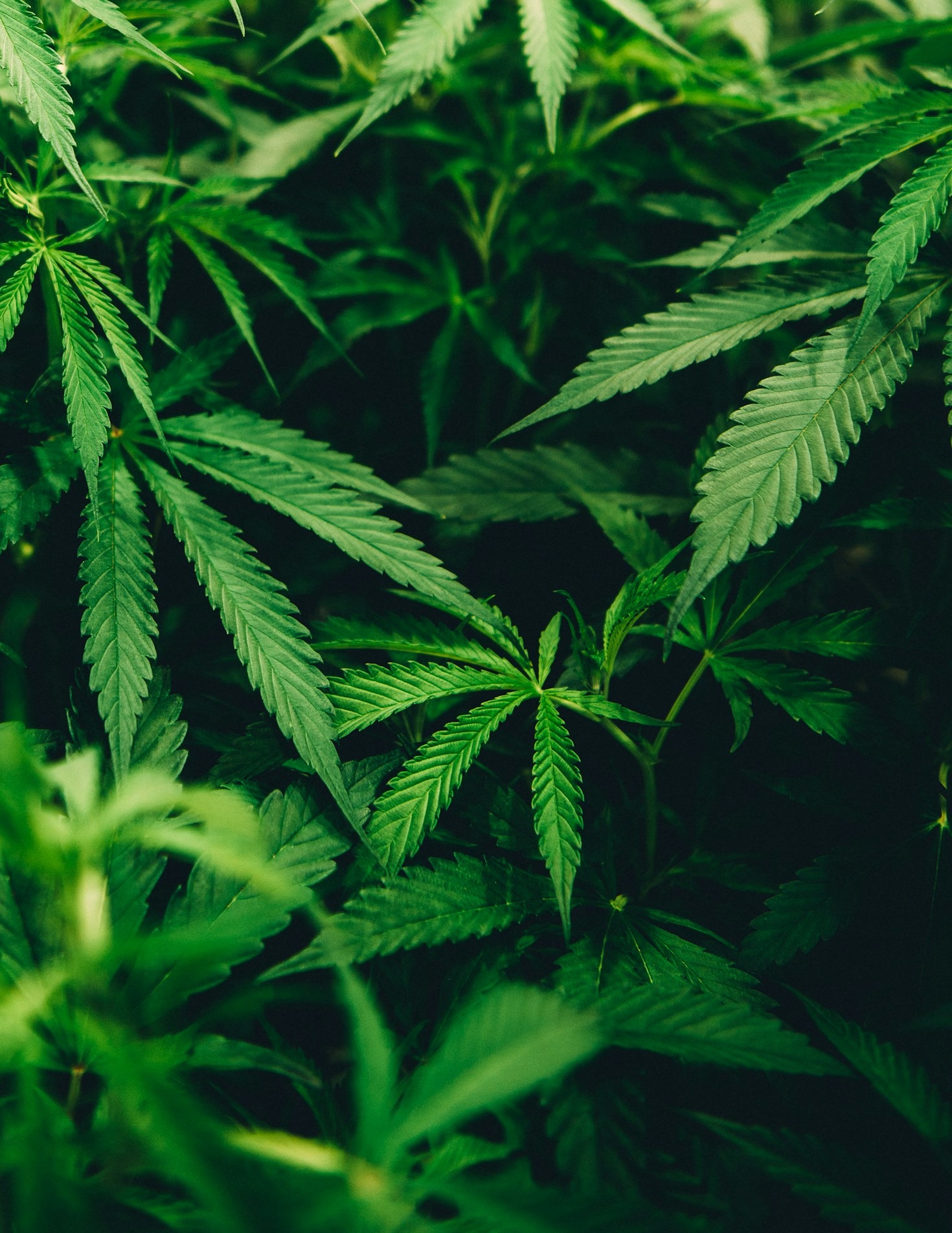 Os Mitos Mais Comuns Sobre a Cannabis