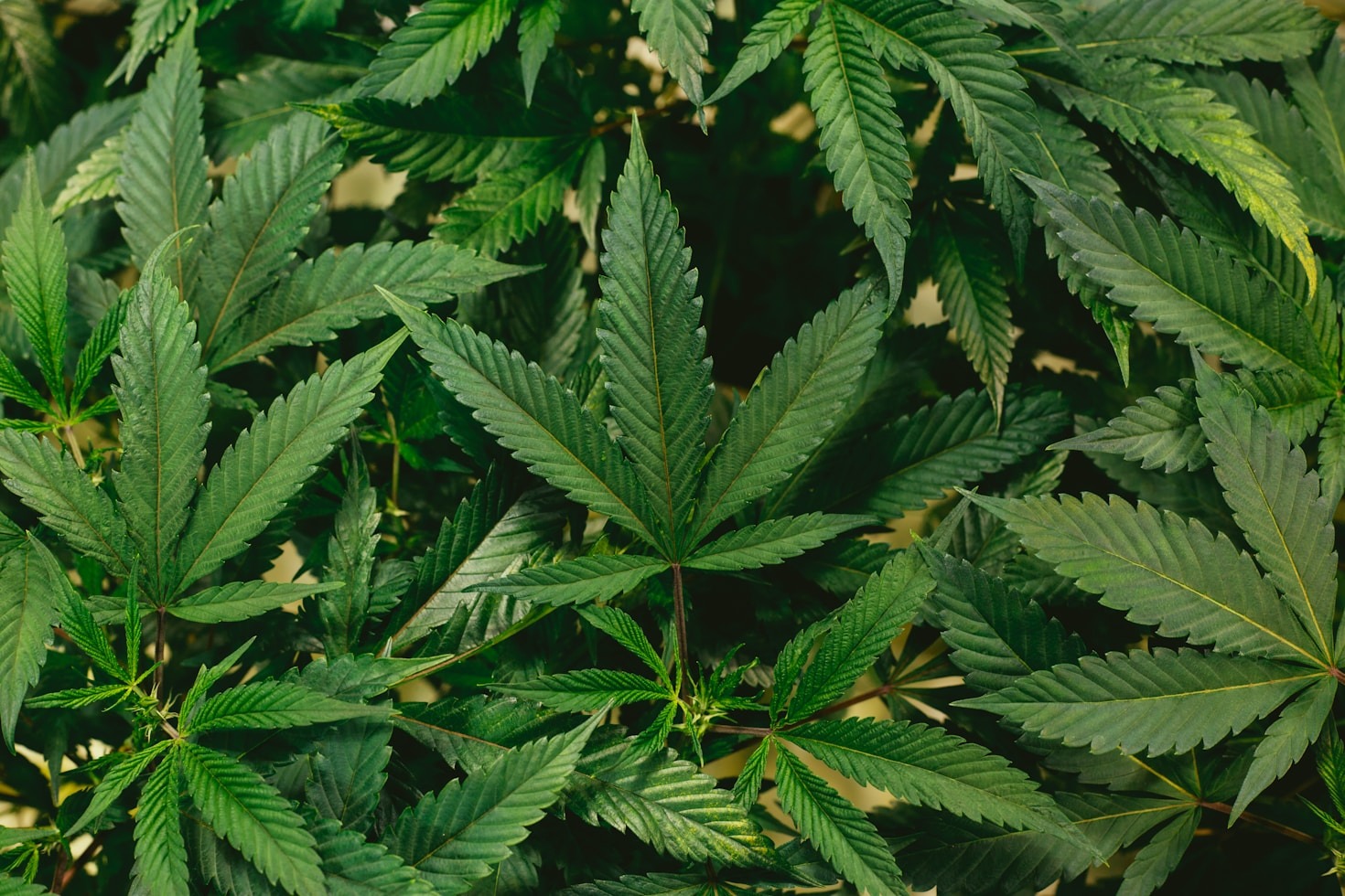 Histórias Inspiradoras de Usuários de Cannabis