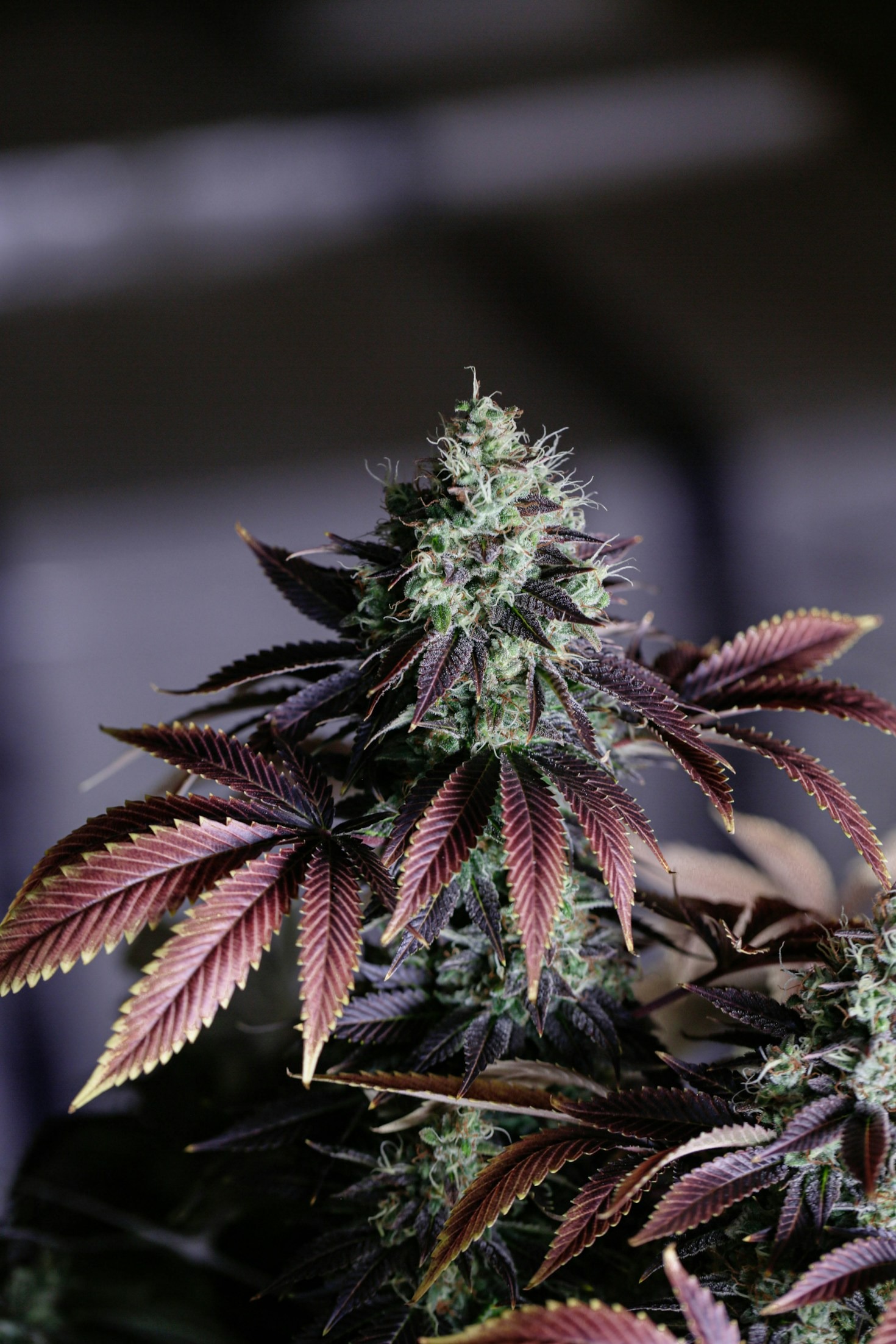 Novidades Legais Sobre Cannabis no Brasil