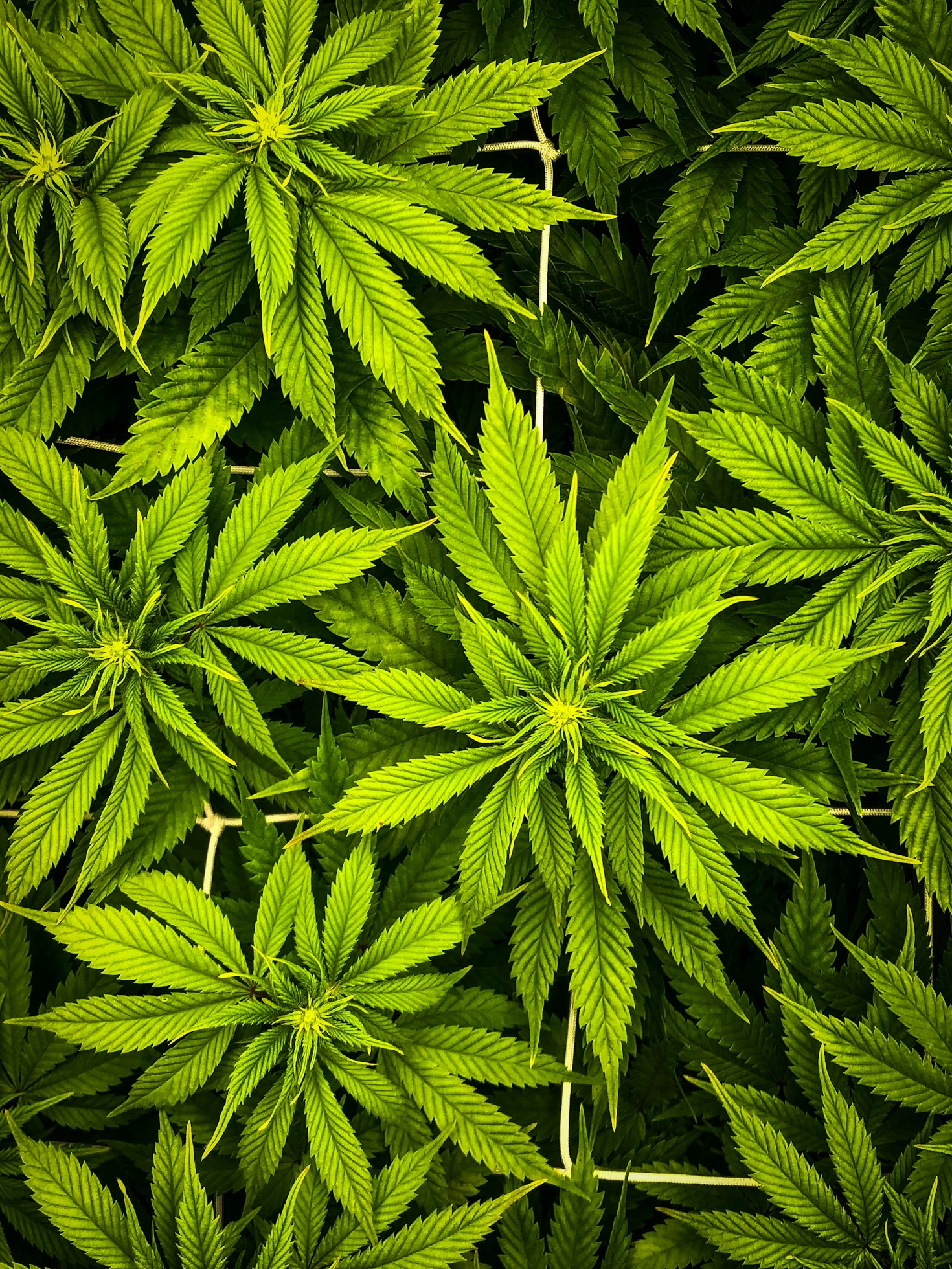 Como Falar Sobre Cannabis Sem Tabus: 8 Dicas Para Conversas Conscientes